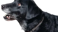 Bolezni zgornjih respiratornih trakt